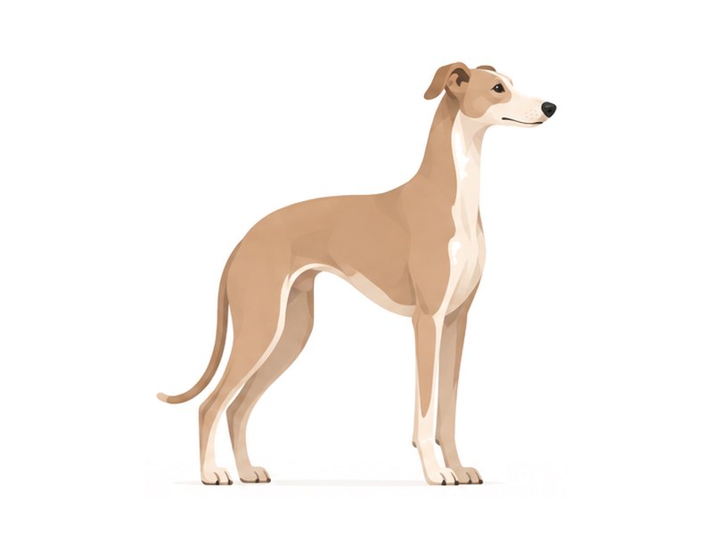 Galgo español